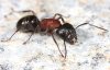 350px-Camponotus_novaeboracensis,_Ashburnham,_Massachusetts_(Tom_Murray).jpeg