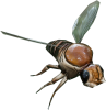 PhoridFly.png